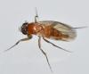 Phalacrotophora sp.